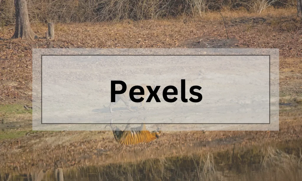 Pexels - one of the best free-stock photo websites